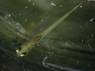 カワバタモロコの稚魚 県農生物部 カワバタモロコの稚魚 県農生物部