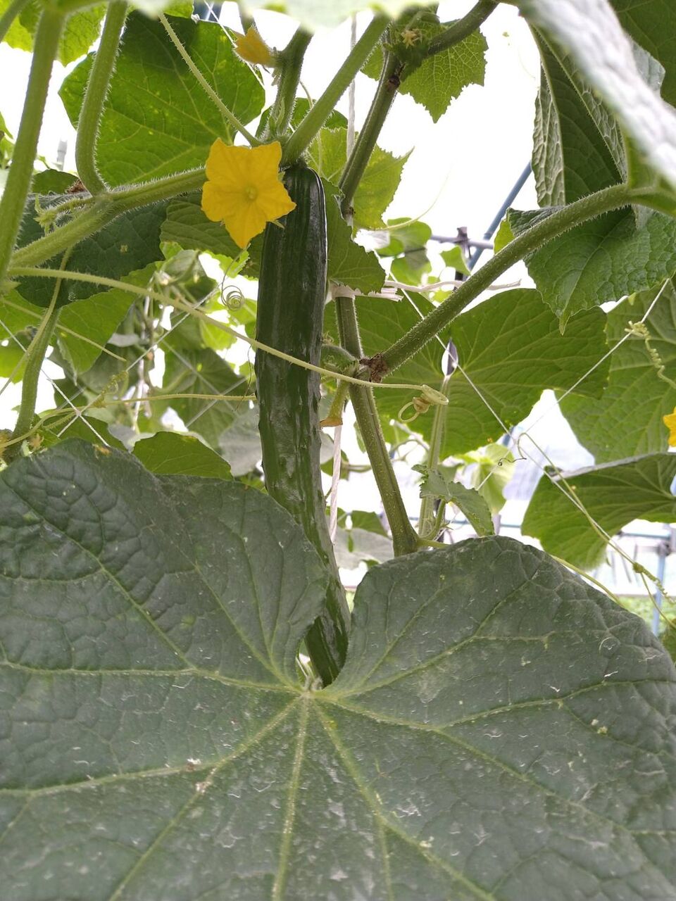 これなんの花 Jiwamoners