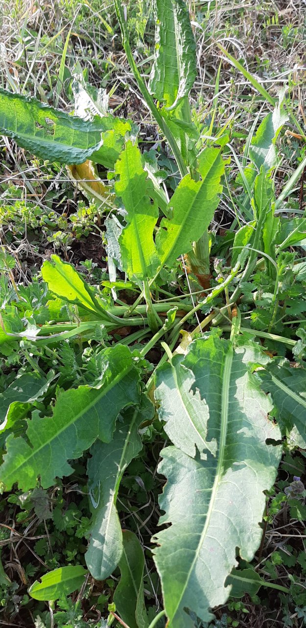 スイバとギシギシ 食べれる野草 野草や昆虫食など スイバとギシギシ 食べれる野草 野草や昆虫食など