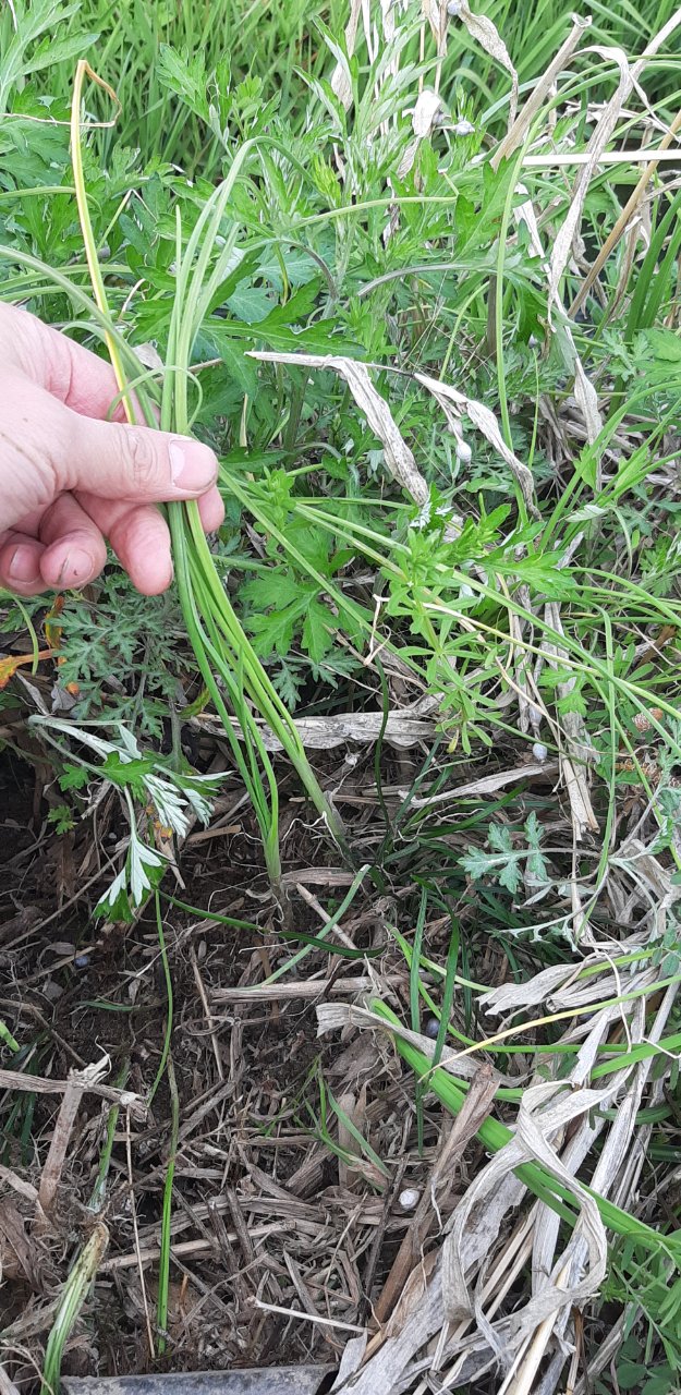 ノビル 野蒜 食べれる野草 野草や昆虫食など