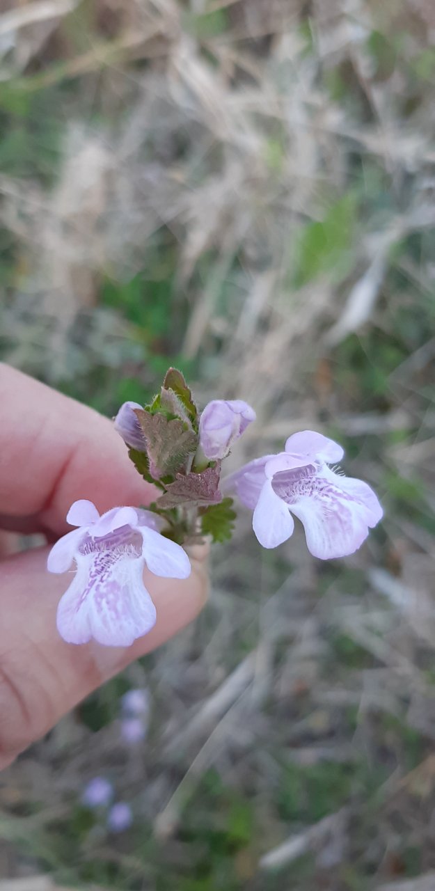 カキドオシ 食べれる野草 野草や昆虫食など