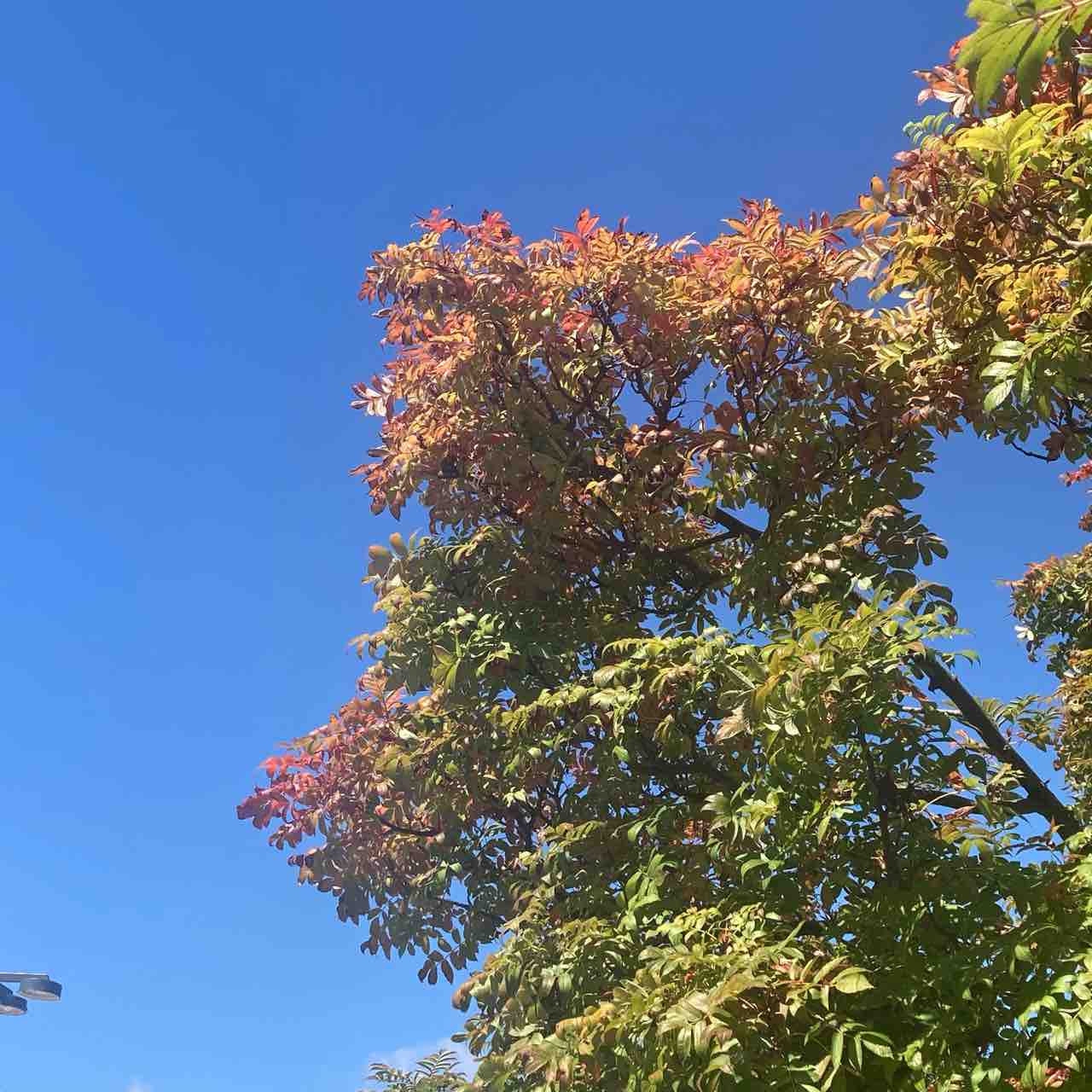 木の実 9/29 秋の木の実 : 八戸のセレクトショップK/Cカンパニーのブログ