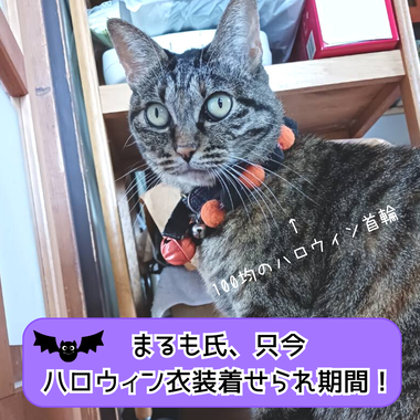 表紙 - 2023-10-28T095424.937