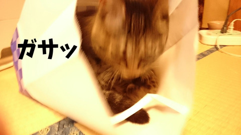 紙袋④