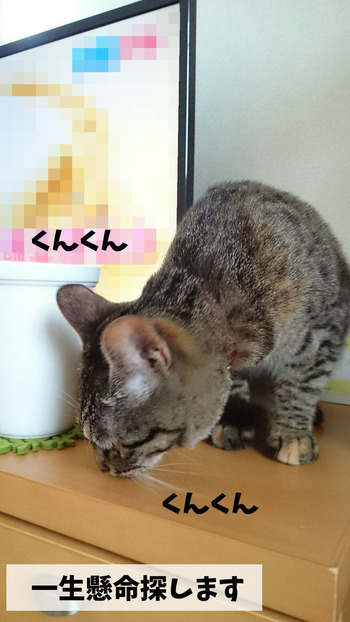 世界ネコ歩き④