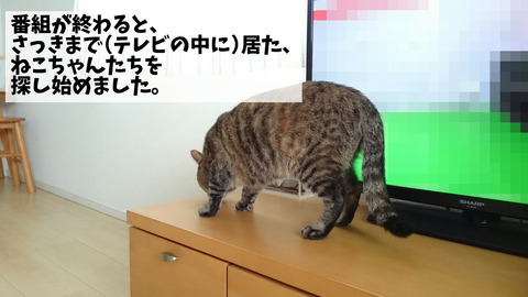 世界ネコ歩き②