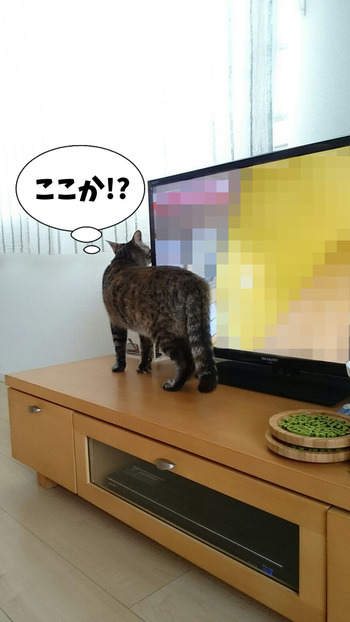 世界ネコ歩き③