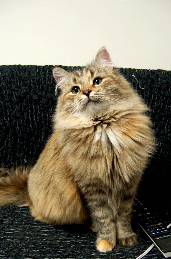 ノルウェージャンフォレストキャット 特徴１ 毛玉きょうだい Powered By ライブドアブログ