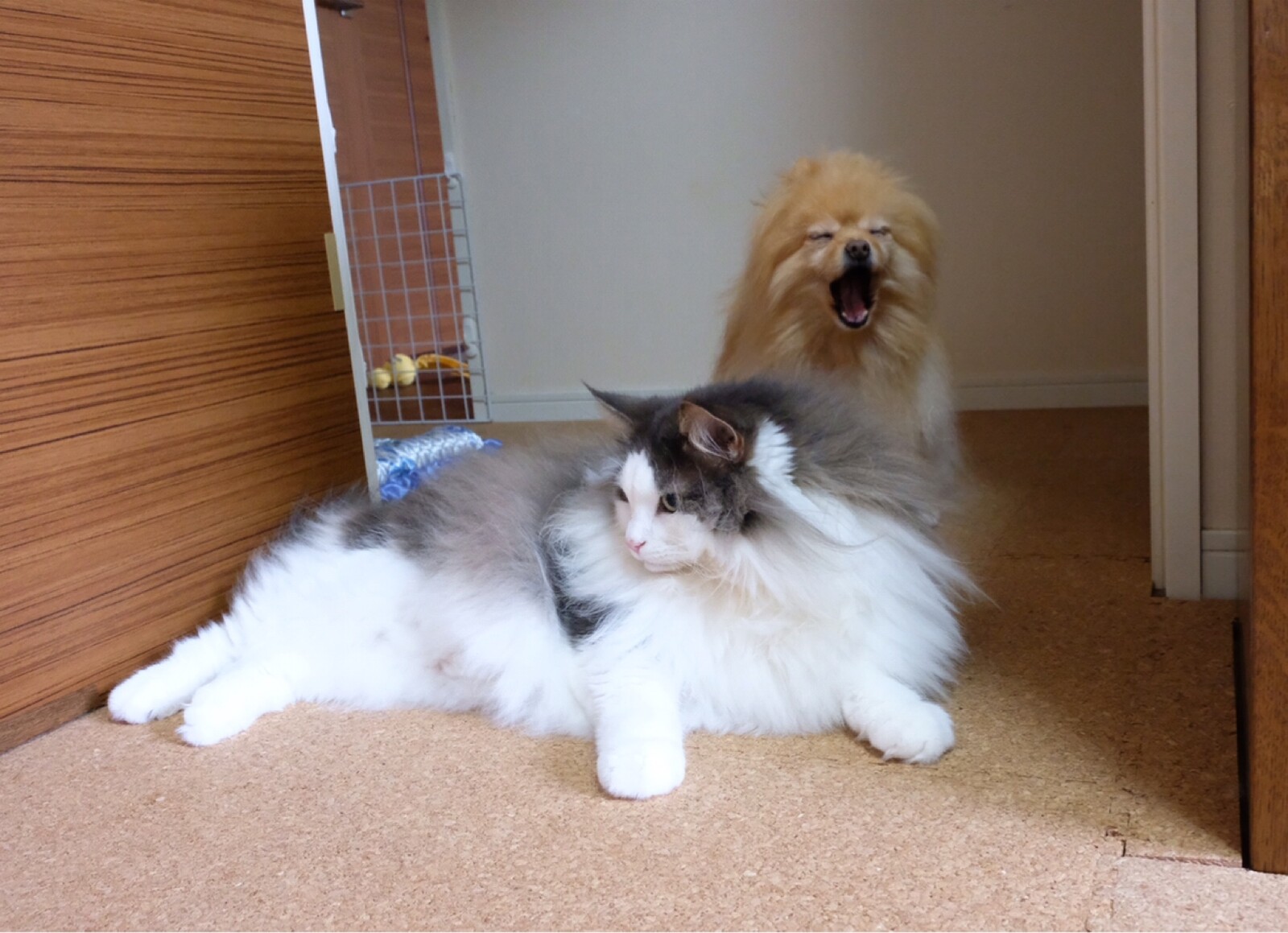 犬を通せんぼする猫 毛玉きょうだい Powered By ライブドアブログ