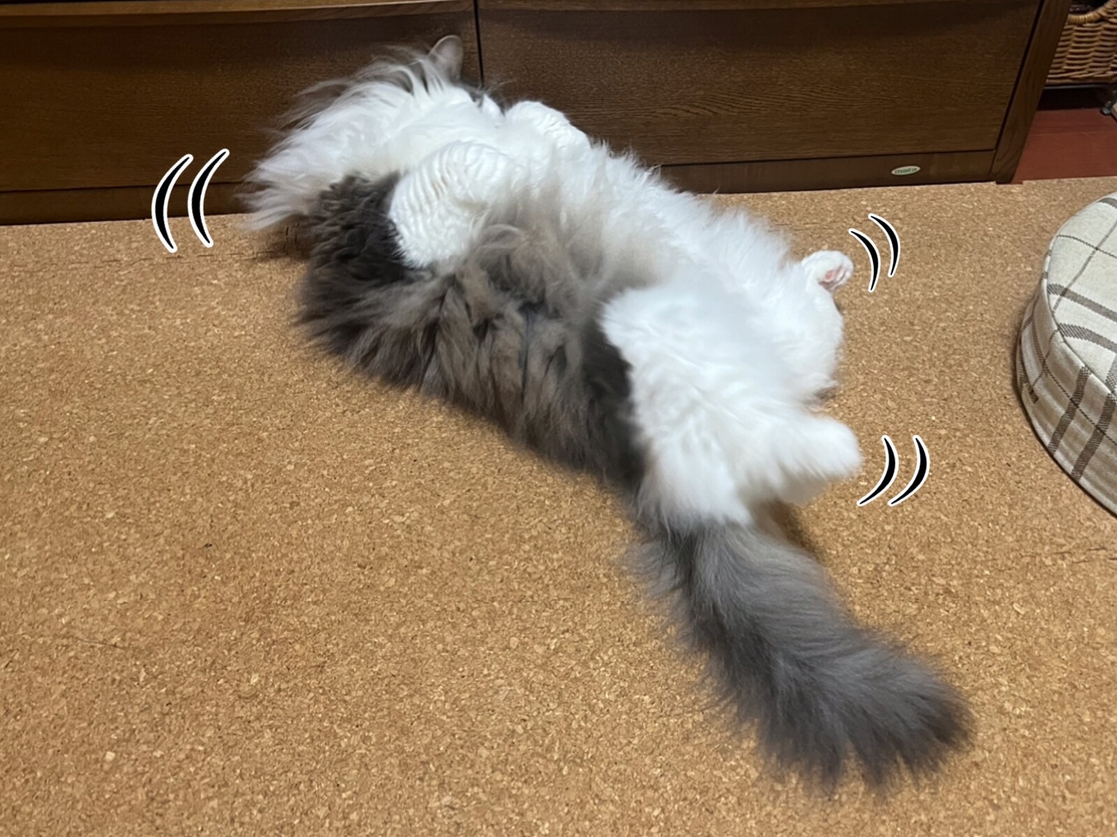 どんどん無防備になっていく猫 毛玉きょうだい Powered By ライブドアブログ