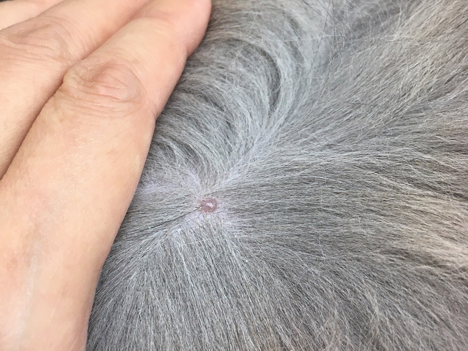 去年 切除した肥満細胞腫再び 毛玉きょうだい Powered By ライブドアブログ