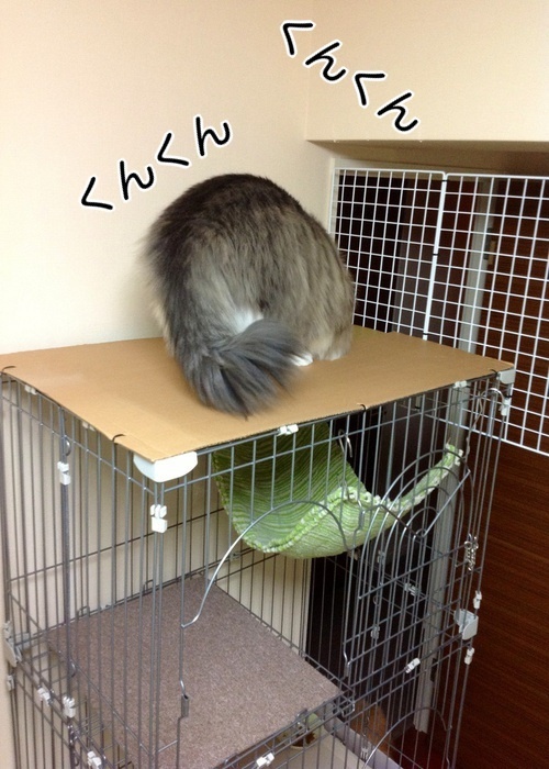 バカきょうだいの記録