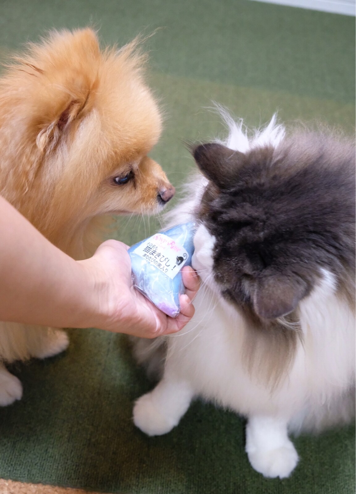 犬と猫で食い付きの温度が全然違うオモチャ 毛玉きょうだい Powered By ライブドアブログ