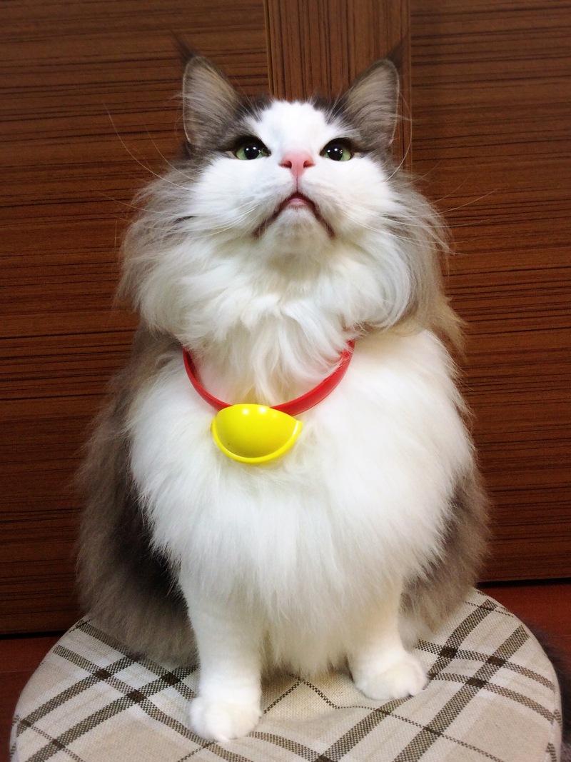 ドラえもんの首輪を猫につけてみた 毛玉きょうだい Powered By ライブドアブログ