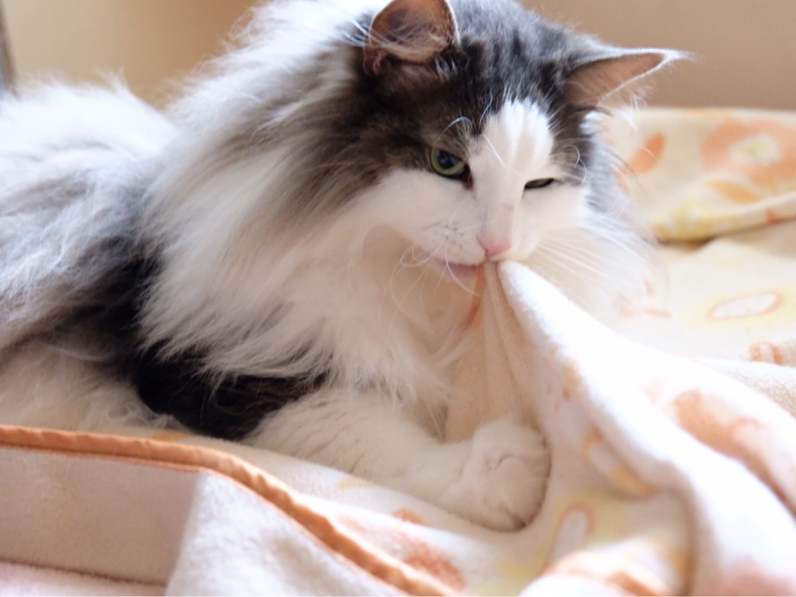 寝てる犬に嫌がらせする猫 毛玉きょうだい Powered By ライブドアブログ