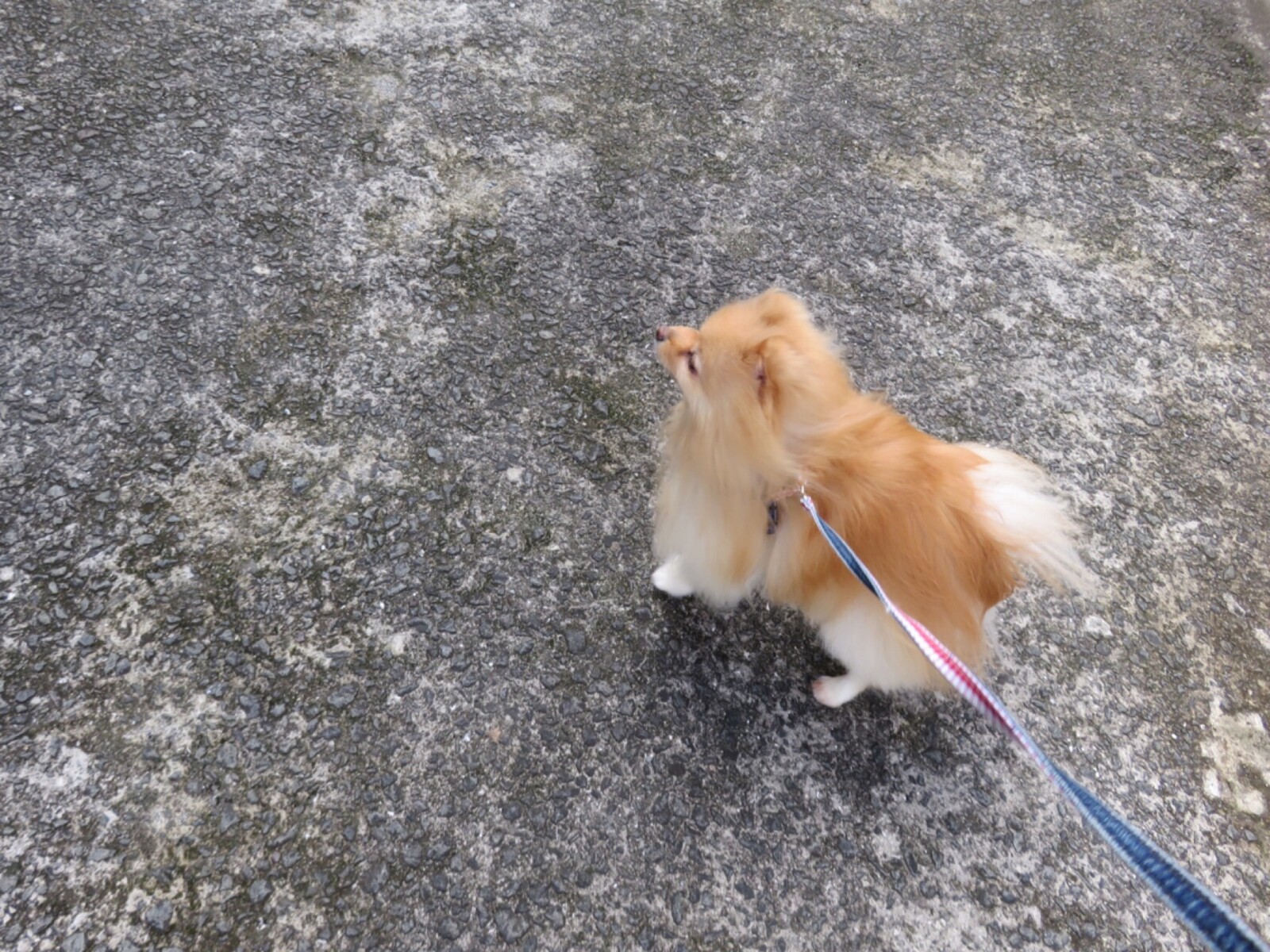ペット同伴 犬連れで新幹線のぞみに乗る 毛玉きょうだい Powered By ライブドアブログ