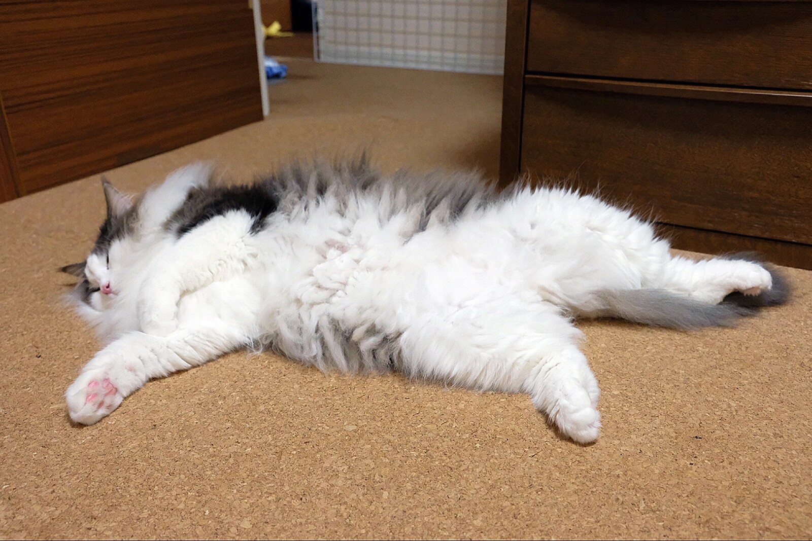 猫の無防備過ぎる寝姿 毛玉きょうだい Powered By ライブドアブログ