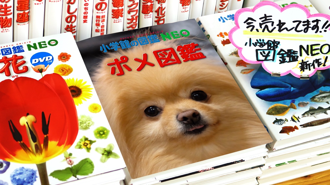 小学館の図鑑neoメーカーでウチのコが表紙になったよ 毛玉きょうだい Powered By ライブドアブログ