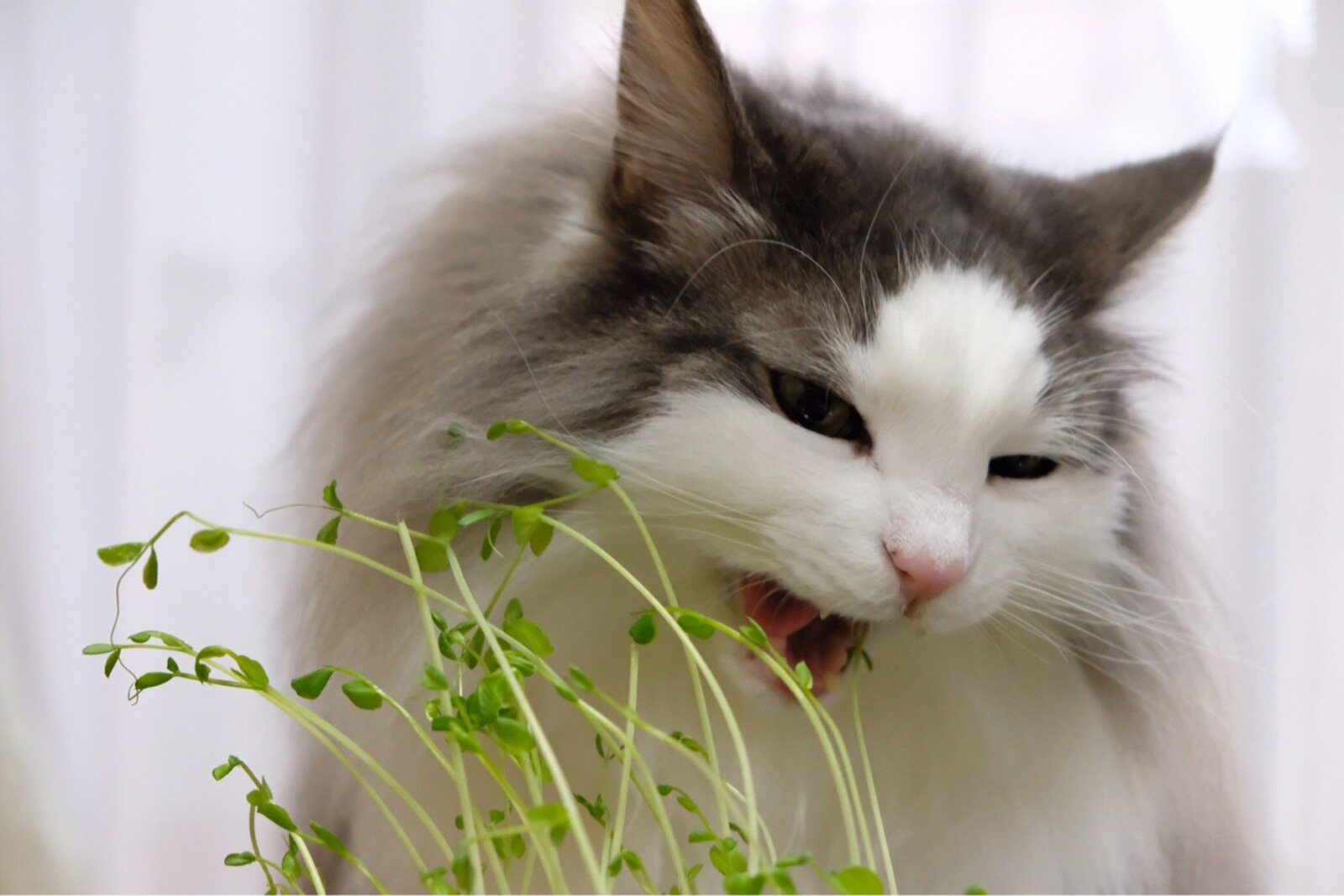 豆苗を美味しそうに食べる猫に惑わされるポメラニアン 毛玉きょうだい Powered By ライブドアブログ