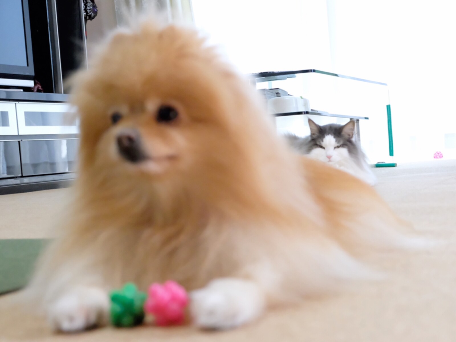 ジャイアン犬に逆らえない猫 毛玉きょうだい Powered By ライブドアブログ