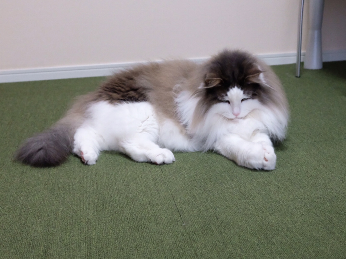 今夜はスーパーフラワー ブラッドムーンですって 毛玉きょうだい Powered By ライブドアブログ