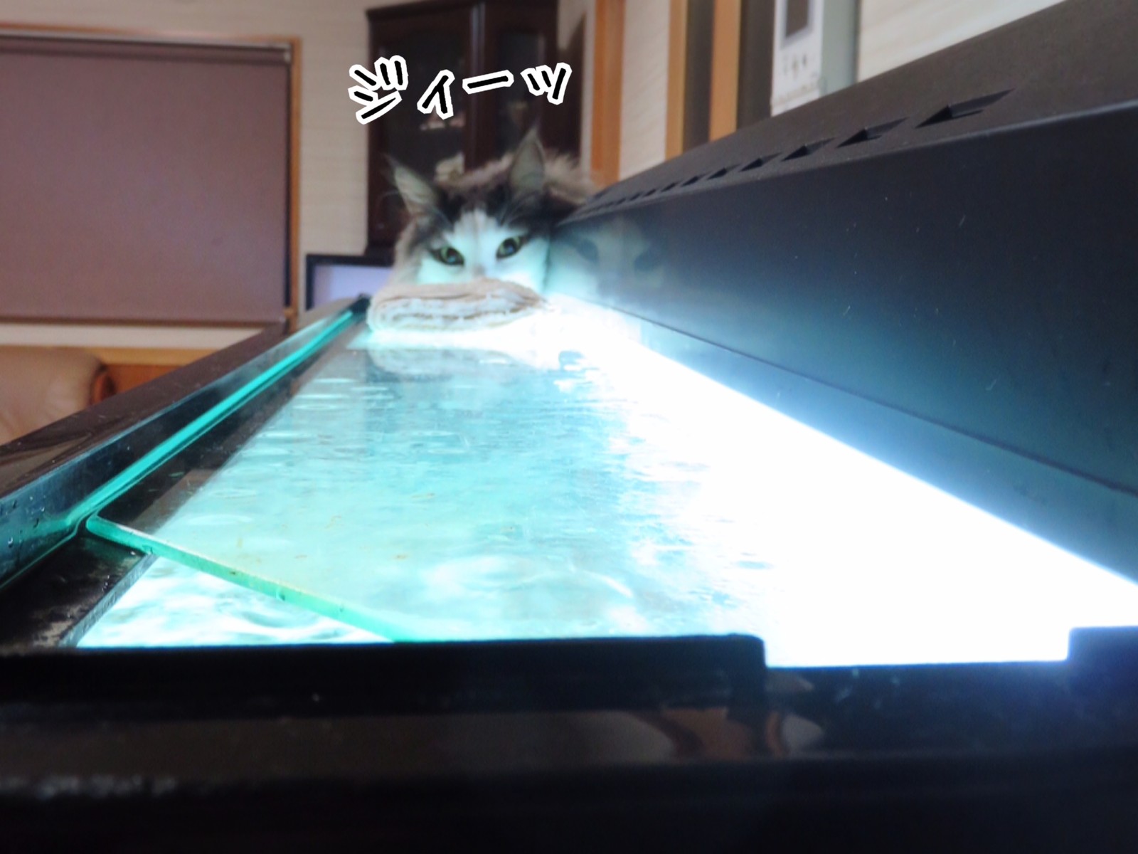 熱帯魚vs大型猫 後編 毛玉きょうだい Powered By ライブドアブログ