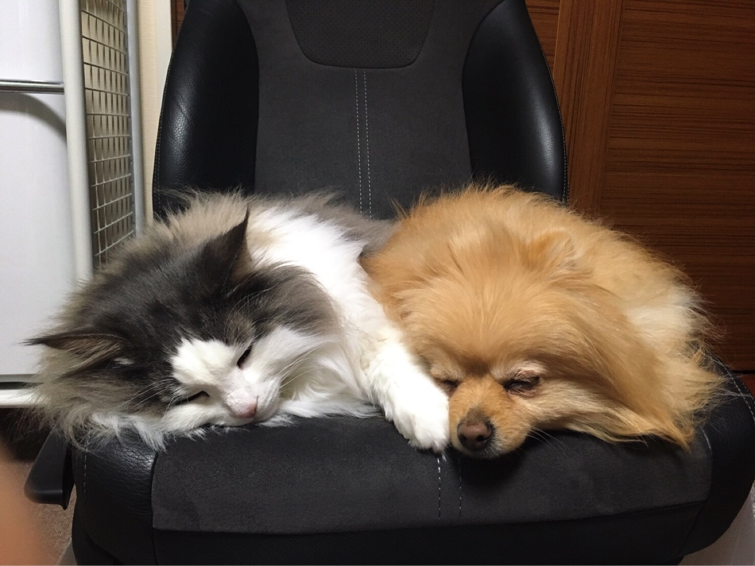 犬が大好き過ぎる猫 ２ 毛玉きょうだい Powered By ライブドアブログ
