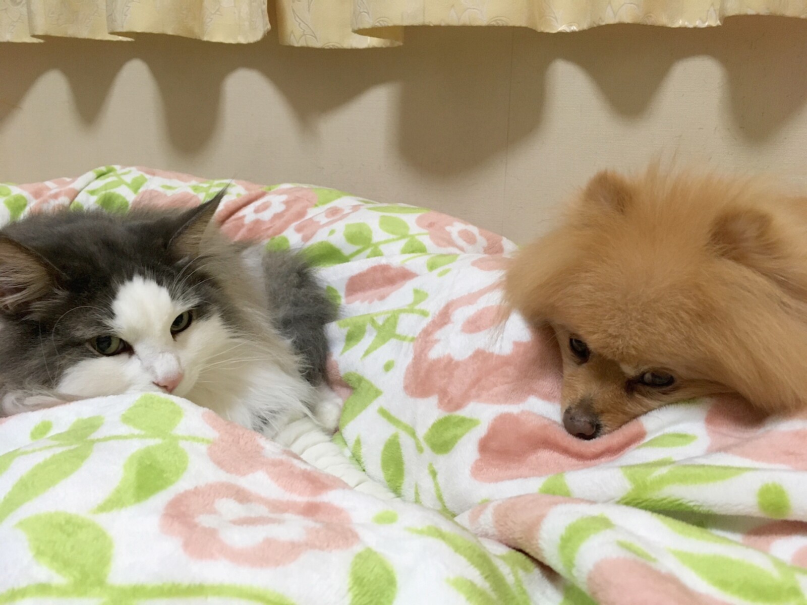 犬猫暮らしでの幸せな悩み 毛玉きょうだい Powered By ライブドアブログ 犬猫暮らしでの幸せな悩み 毛玉きょうだい Powered By ライブドアブログ