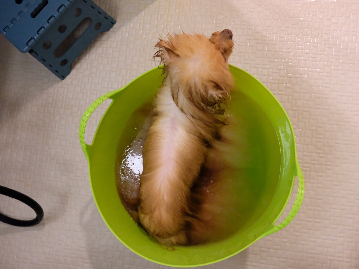 濡れたポメラニアンにおきる変化 毛玉きょうだい Powered By ライブドアブログ