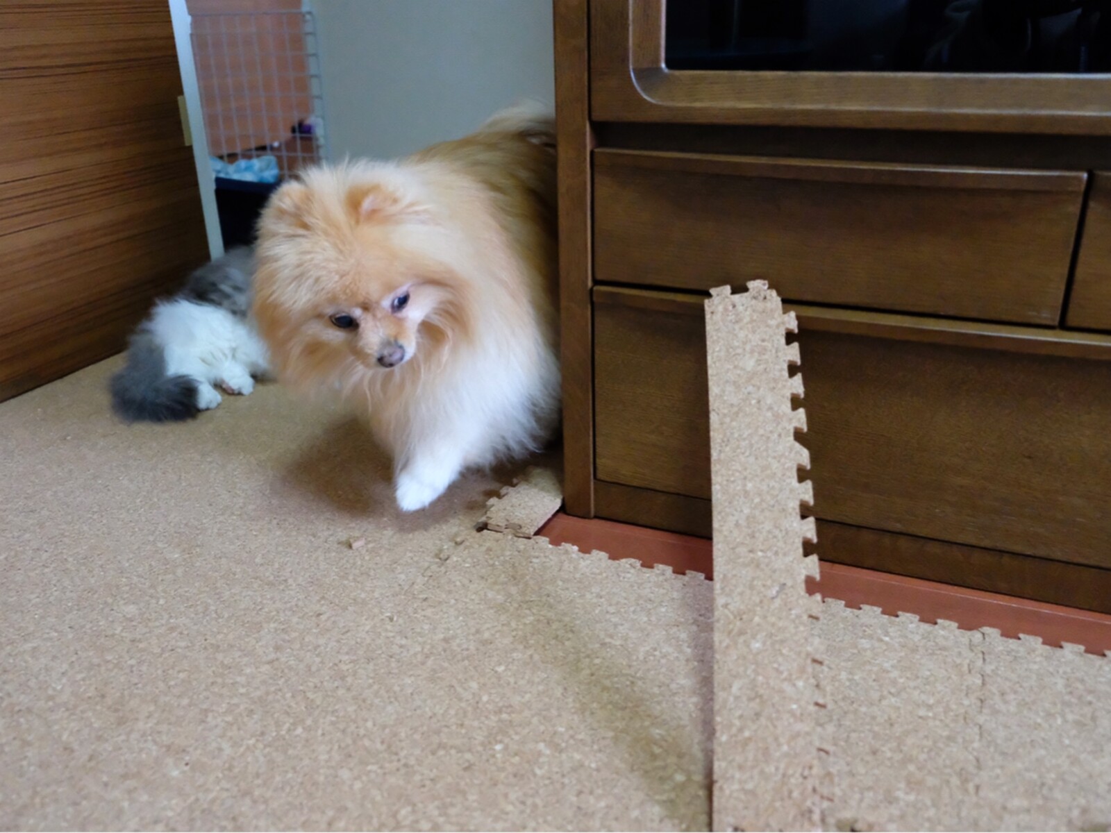 コルクマットにイタズラしたのは犬か猫か 毛玉きょうだい Powered By ライブドアブログ
