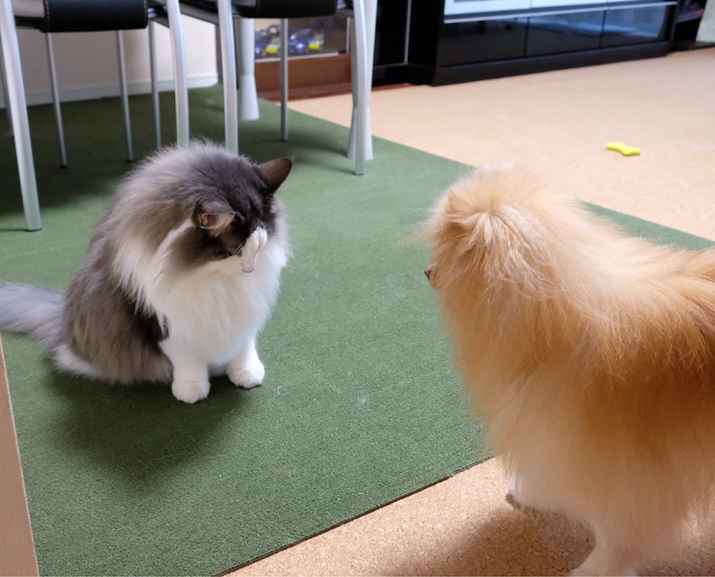 猫と遊びたい犬がパンチで一生懸命誘う 毛玉きょうだい Powered By ライブドアブログ 猫と遊びたい犬がパンチで一生懸命誘う 毛玉きょうだい Powered By ライブドアブログ