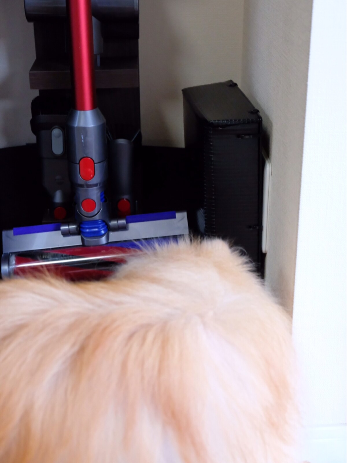 ダイソン掃除機を猫の魔の手から守る 毛玉きょうだい Powered By ライブドアブログ