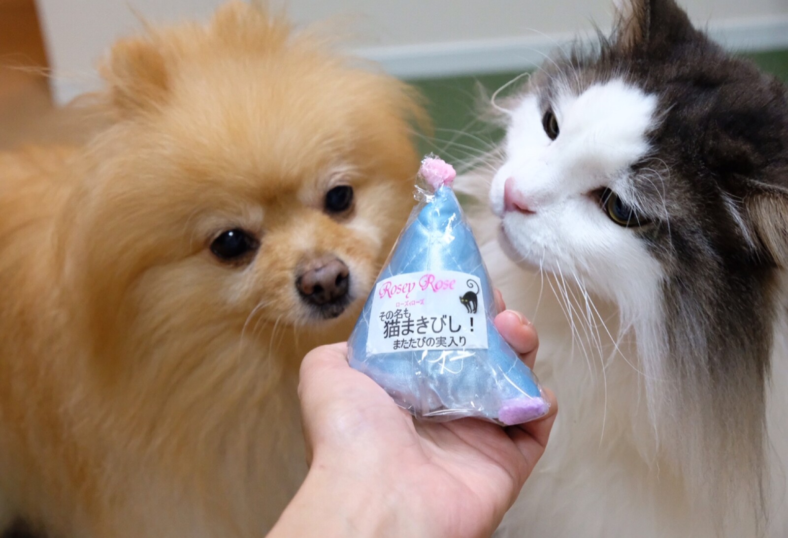 犬と猫で食い付きの温度が全然違うオモチャ 毛玉きょうだい Powered By ライブドアブログ