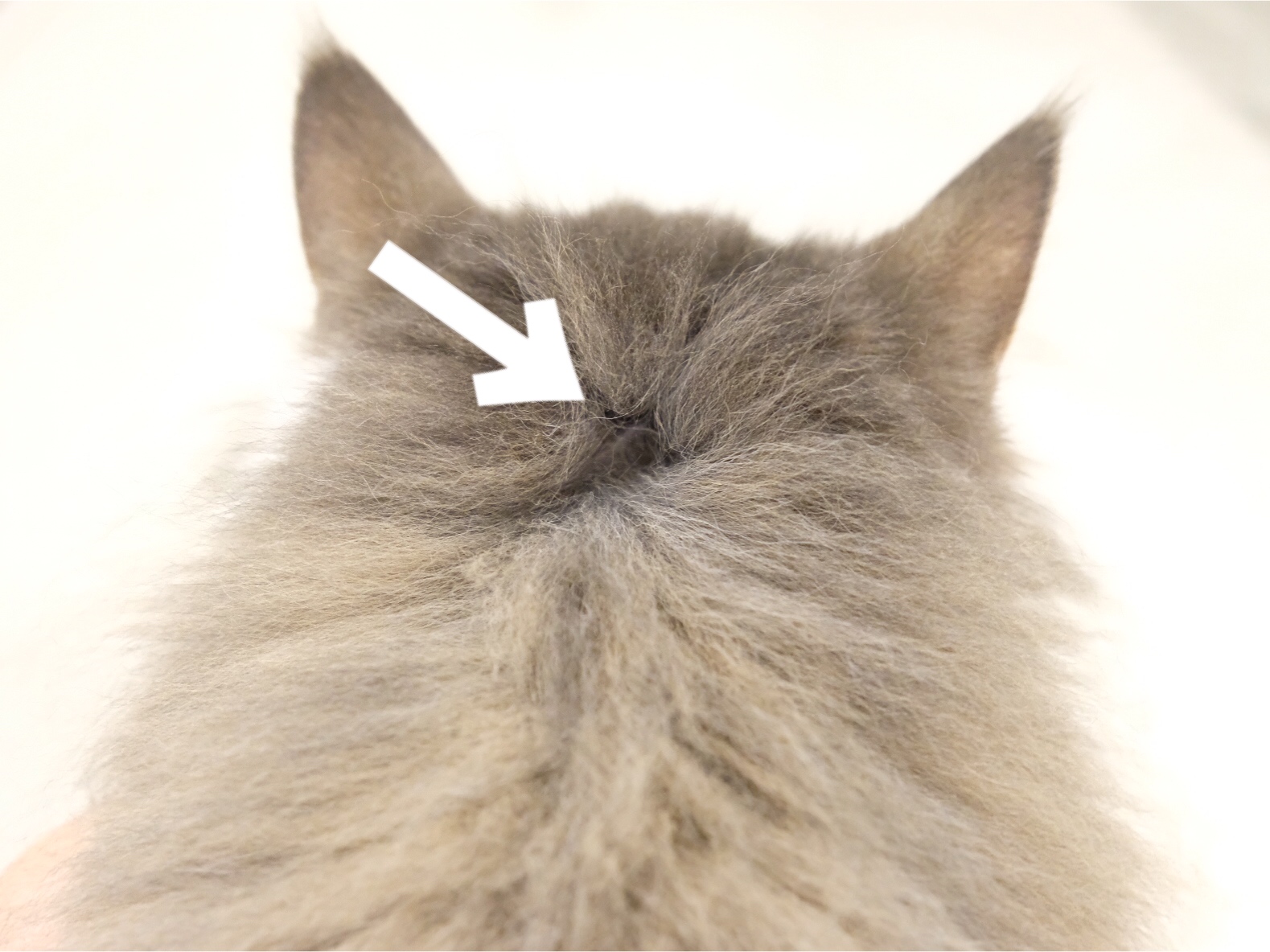 猫のノミ マダニ フィラリア予防レボリューション 毛玉きょうだい Powered By ライブドアブログ 猫のノミ マダニ フィラリア予防レボリューション 毛玉きょうだい Powered By ライブドアブログ