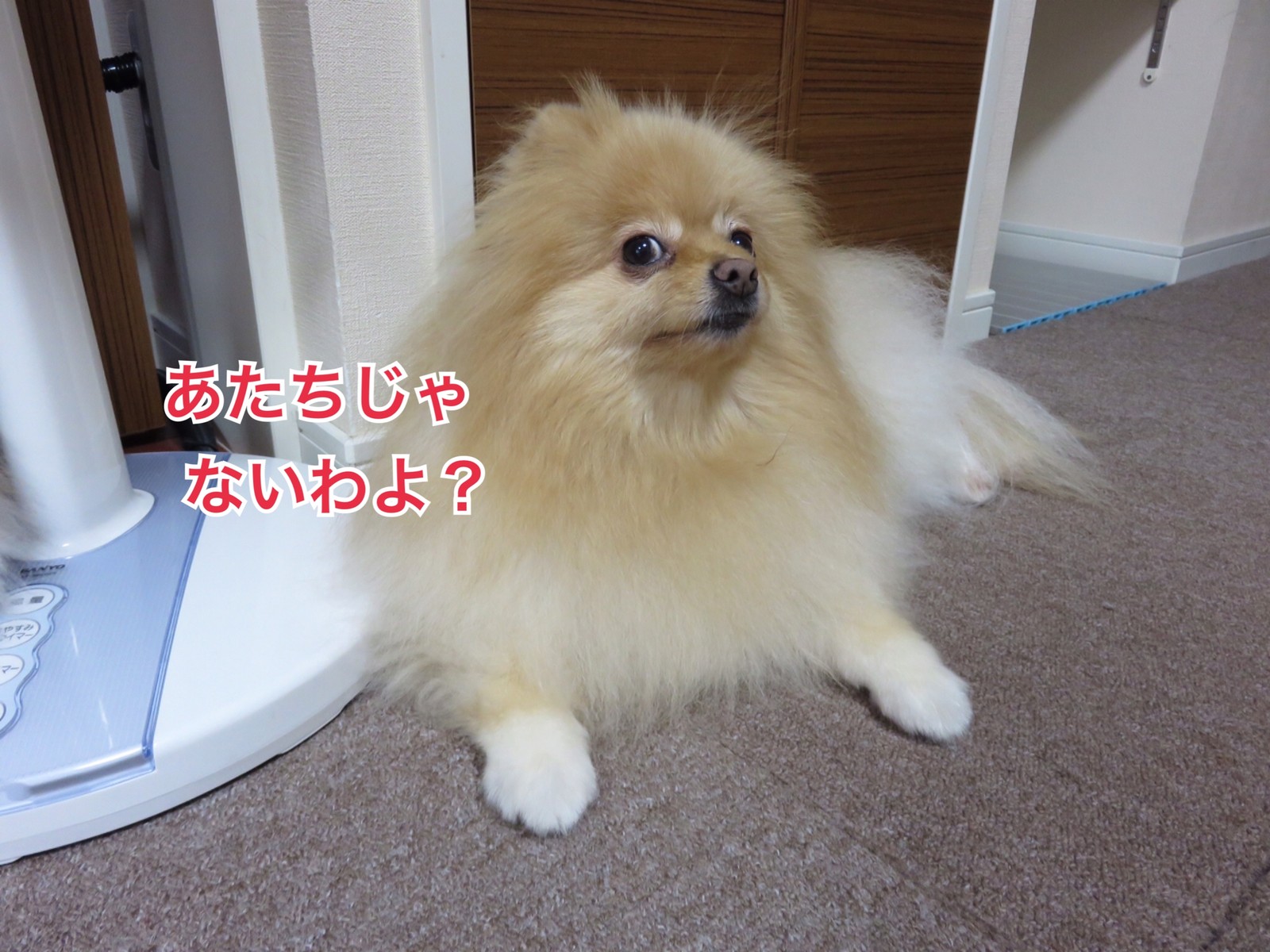 このイタズラの犯人は犬か 猫か 毛玉きょうだい Powered By ライブドアブログ