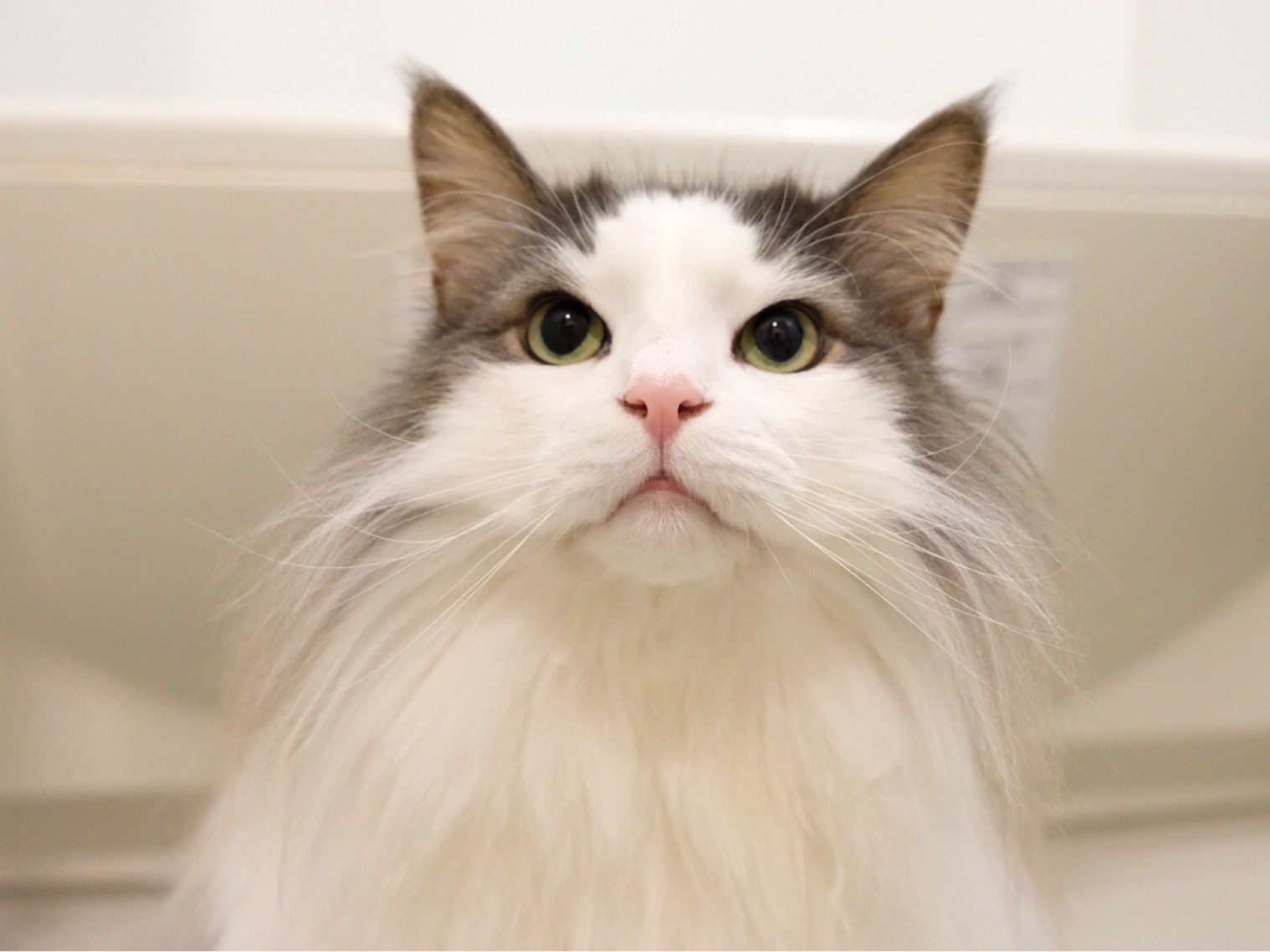猫のノミ マダニ フィラリア予防レボリューション 毛玉きょうだい Powered By ライブドアブログ 猫のノミ マダニ フィラリア予防レボリューション 毛玉きょうだい Powered By ライブドアブログ