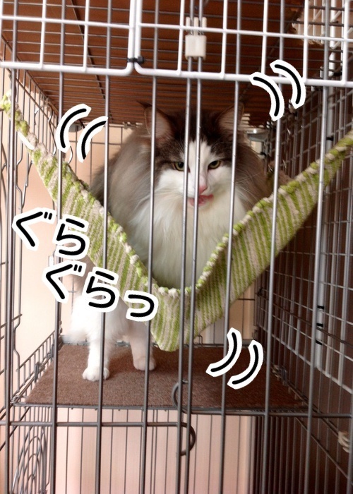 バカきょうだいの記録