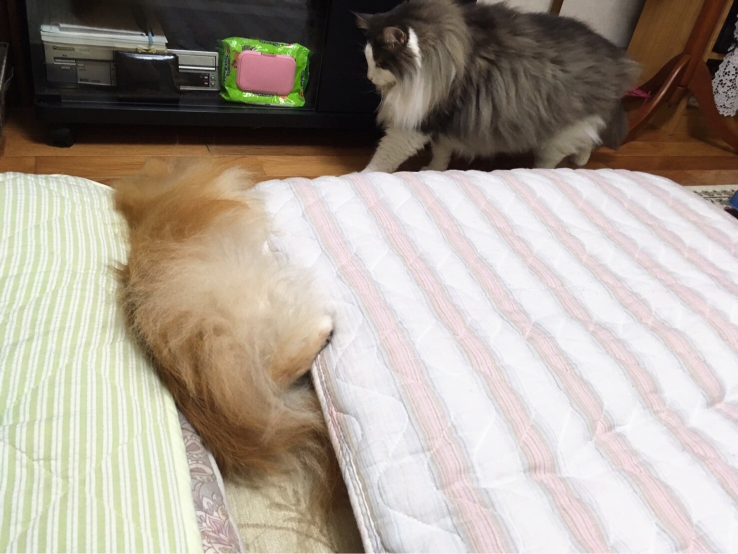 構って君
