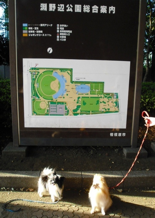 $バカきょうだいの記録