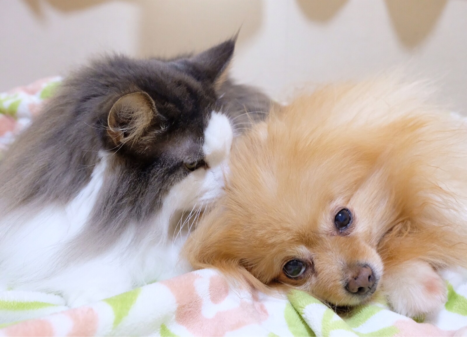 犬の匂いが大好き過ぎる猫 毛玉きょうだい Powered By ライブドアブログ