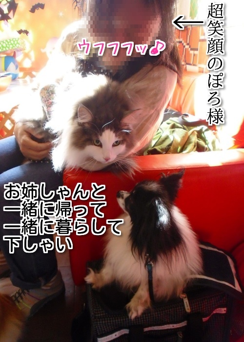 $バカきょうだいの記録