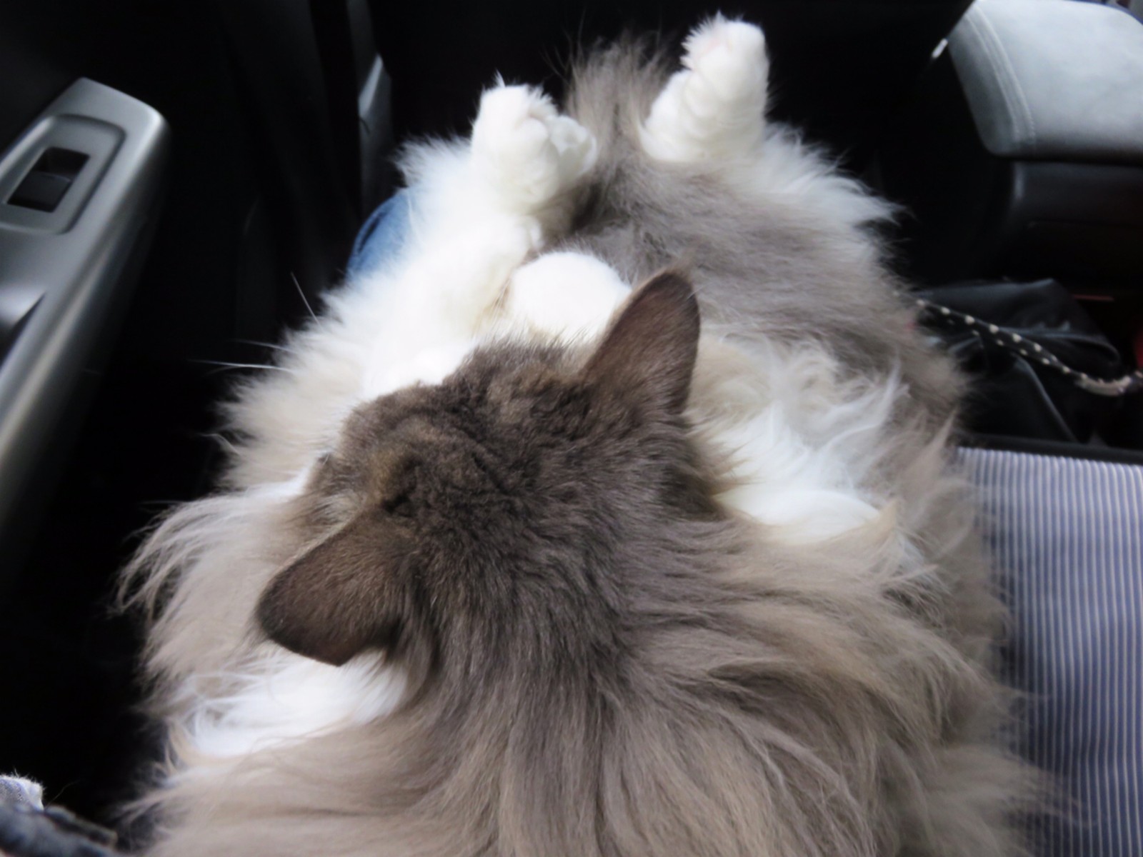 猫と洗車とポメラニアン 毛玉きょうだい Powered By ライブドアブログ