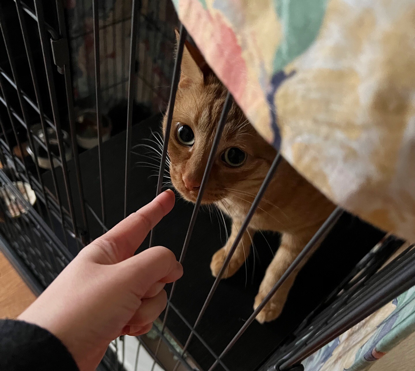 保護猫チャトラン① : 毛玉きょうだい Powered by ライブドアブログ