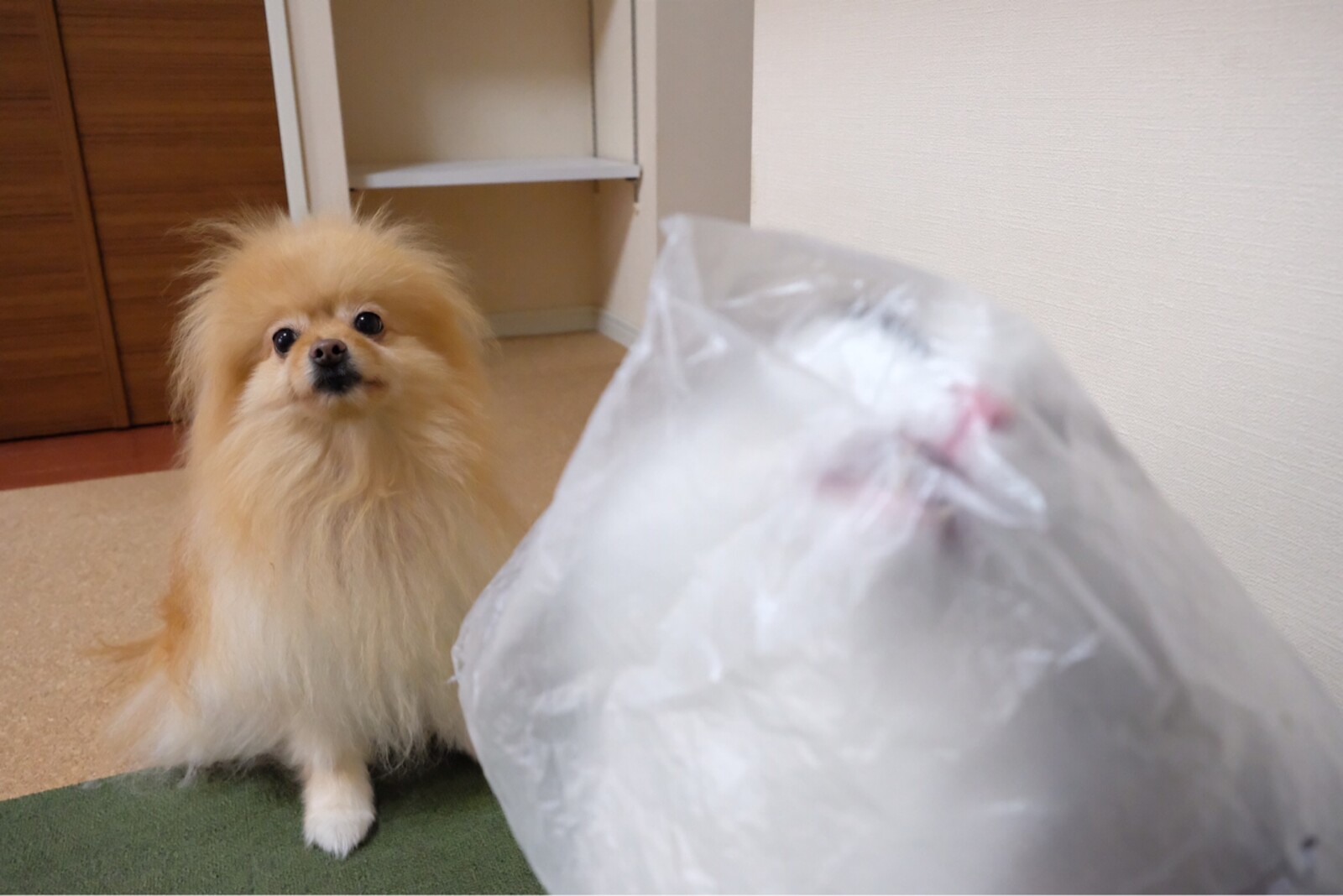 猫に飽きたポメラニアン 毛玉きょうだい Powered By ライブドアブログ