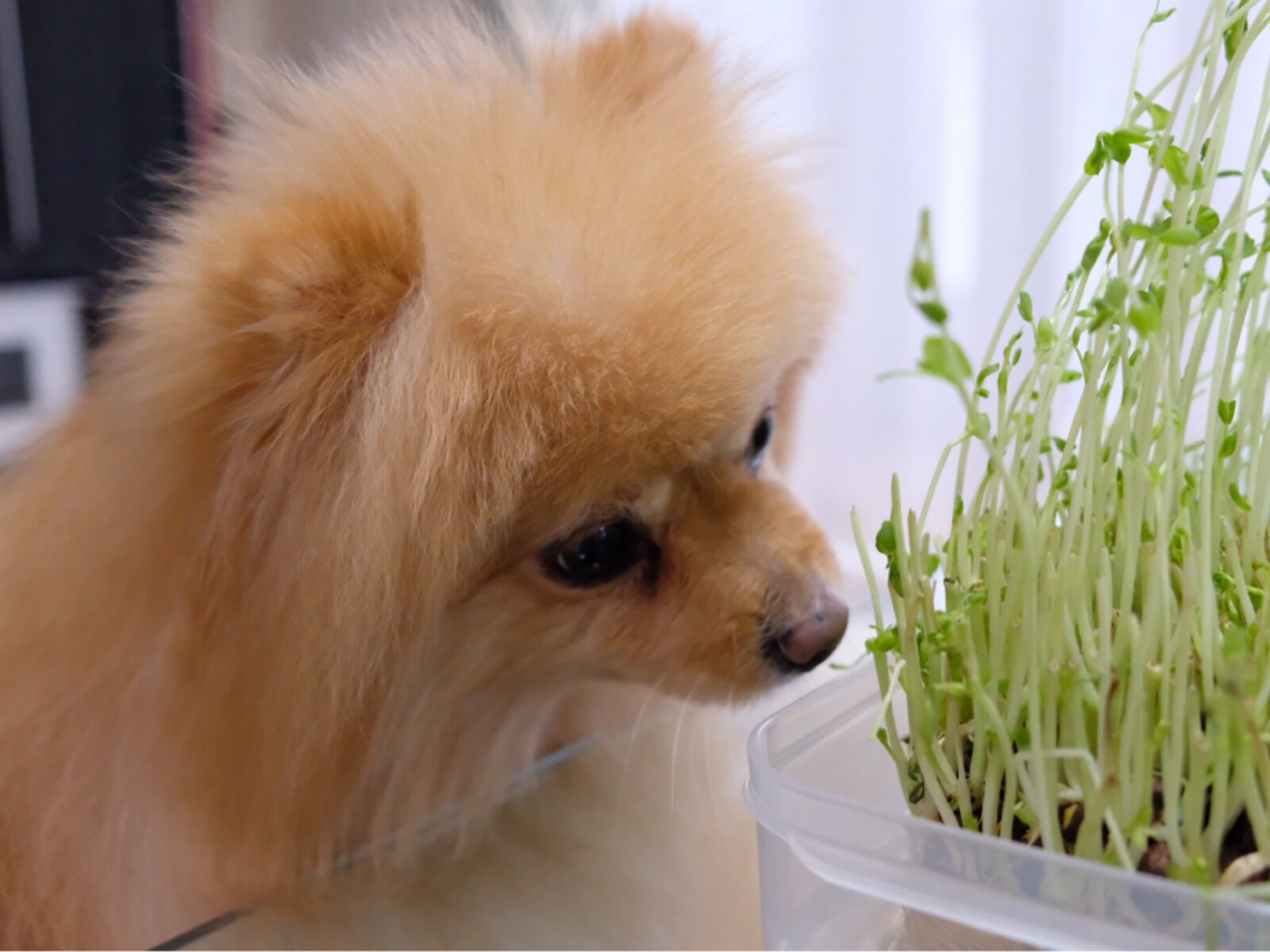 肉食ポメラニアンに豆苗を出してみたら 毛玉きょうだい Powered By ライブドアブログ