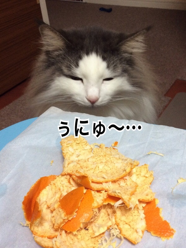 猫が嫌いなニオイ 毛玉きょうだい Powered By ライブドアブログ