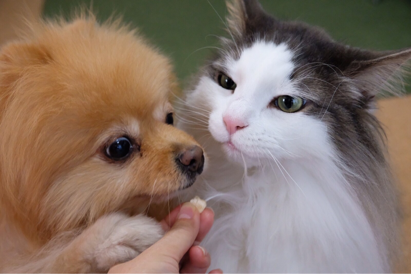 のび太猫とジャイアン犬 毛玉きょうだい Powered By ライブドアブログ