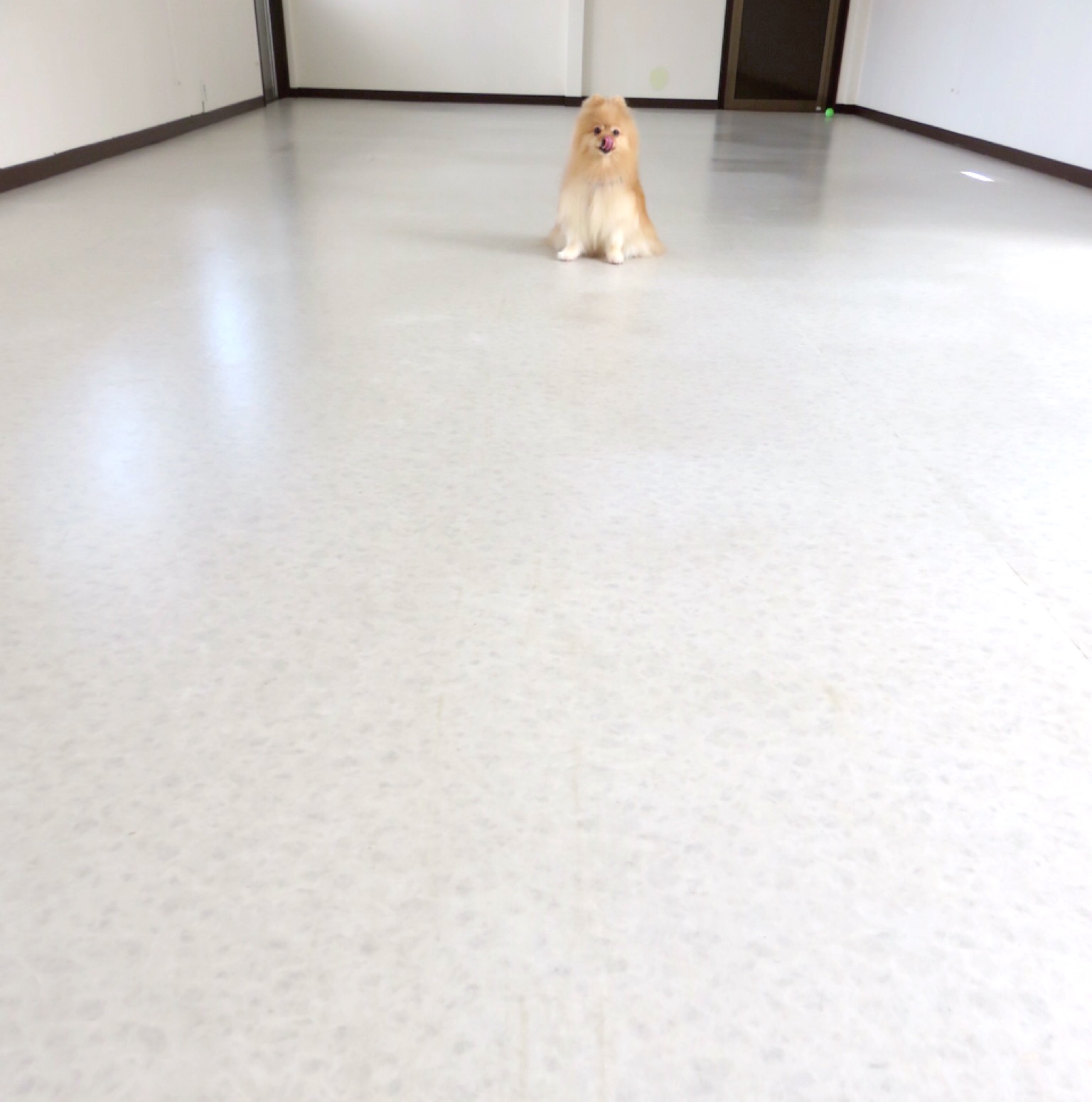 ペット同伴 犬連れで新幹線のぞみに乗る 毛玉きょうだい Powered By ライブドアブログ