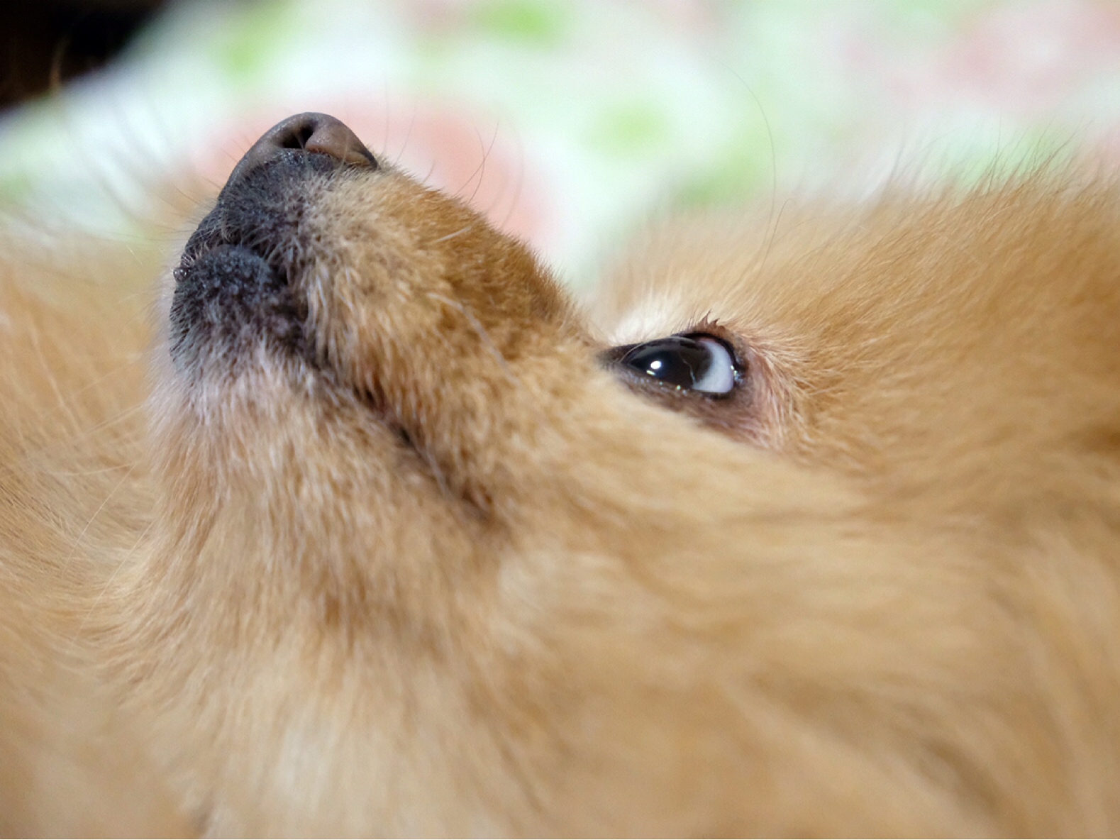 人間を取り合う犬と猫 : 毛玉きょうだい Powered by ライブドアブログ