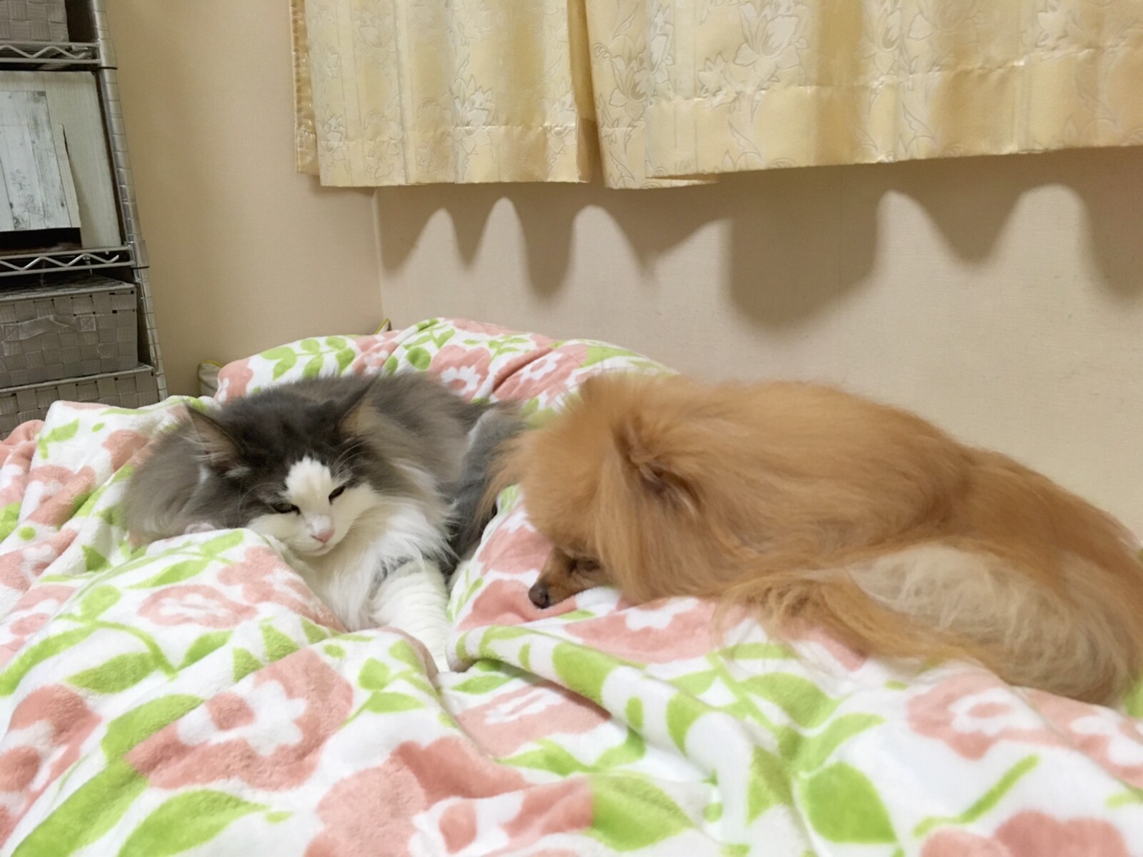 犬猫暮らしでの幸せな悩み 毛玉きょうだい Powered By ライブドアブログ 犬猫暮らしでの幸せな悩み 毛玉きょうだい Powered By ライブドアブログ